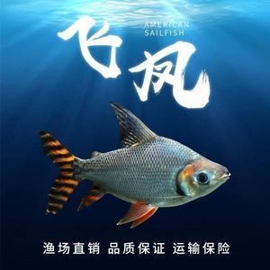 紅龍和銀龍能一起養嗎?混養指南與注意事項,紅龍與銀龍混養指南,注意事項與兼容性解析 龍魚百科 第2張 紅龍和銀龍能一起養嗎?混養指南與注意事項,紅龍與銀龍混養指南,注意事項與兼容性解析 紅龍和銀龍能一起養嗎?混養指南與注意事項,紅龍與銀龍混養指南,注意事項與兼容性解析 龍魚百科 第2張