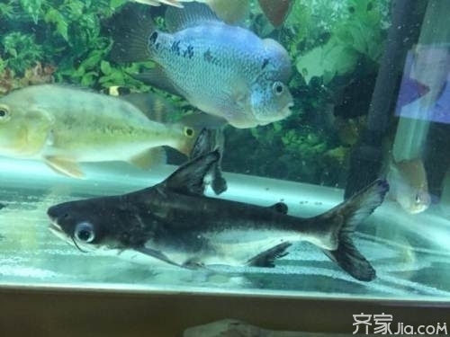 祥瑞之靈，探索代表祥瑞的魚類神獸，祥瑞之靈，揭秘象征吉祥的魚類神獸傳說