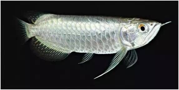 紅龍魚有哪些常見的品種？，你是否會鑒別紅龍魚品種