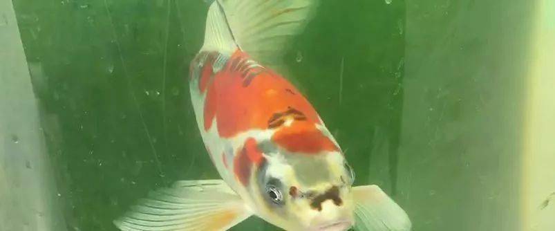 76屬龍一生最吉利的魚屬相，錦鯉、金魚與龍魚的運勢解析，76年屬龍人一生最旺的三大吉祥魚，錦鯉、金魚、龍魚運勢全解析