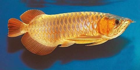 給龍魚起什么名字好聽女生可愛（適合龍魚且女生可愛的名字）