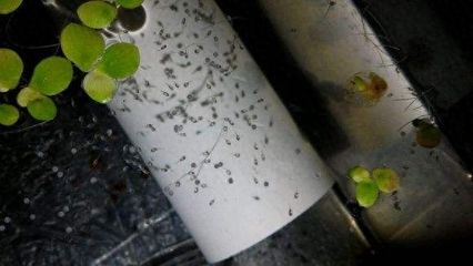 龍魚鰭尾有白邊是什么品種：龍魚鰭尾有白邊是怎么回事