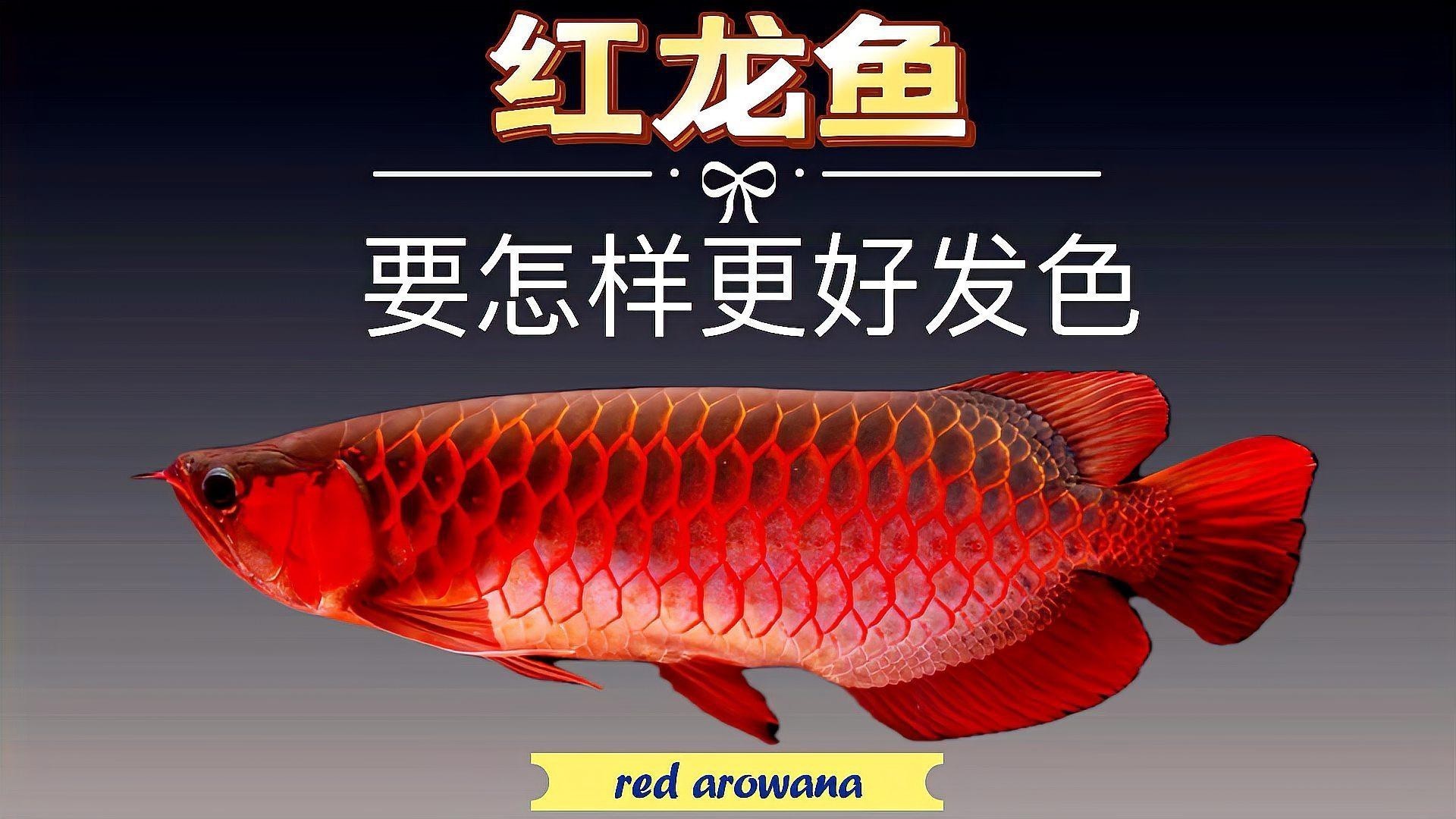 紅龍魚發(fā)色階段有哪些特征？ 紅龍魚發(fā)色階段有哪些特征？ 龍魚百科 第2張