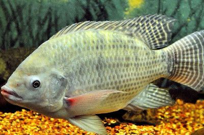 鶴壁龍魚魚缸：鶴壁龍魚魚缸，打造家居水族藝術的完美選擇