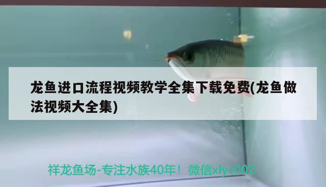一般養(yǎng)龍魚配魚養(yǎng)幾條：一般養(yǎng)龍魚配魚養(yǎng)幾條最好
