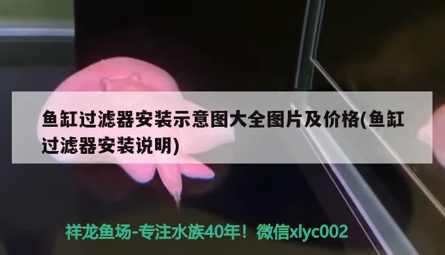 一般養(yǎng)龍魚配魚養(yǎng)幾條：一般養(yǎng)龍魚配魚養(yǎng)幾條最好
