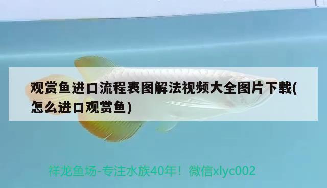 一般養(yǎng)龍魚配魚養(yǎng)幾條：一般養(yǎng)龍魚配魚養(yǎng)幾條最好