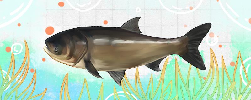 氣溫低釣鰱鳙釣多深餌料是香好還是腥好