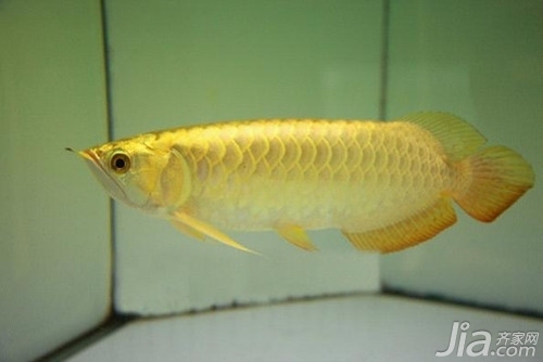 藍色的觀賞魚是什么魚（藍色的魚是什么品種） 藍色的觀賞魚是什么魚（藍色的魚是什么品種） 貝因美 第2張