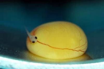 龍魚蛋怎么孵化，龍魚蛋孵化步驟和注意事項和注意事項：龍魚蛋孵化步驟和注意事項和注意事項和注意事項