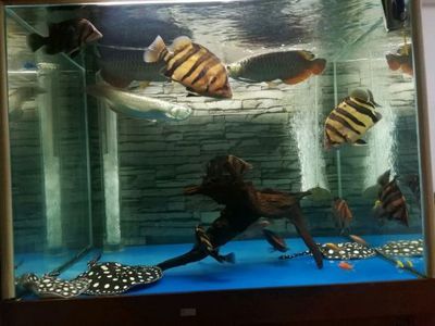 龍魚缸需不需要放珊瑚骨：養蘭壽北方過濾要不要放珊瑚骨適合養什么魚放珊瑚骨