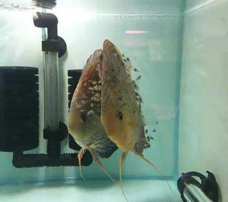 孟吉爾紅龍魚和印尼紅龍，新加坡紅龍魚跟印尼紅龍的區別魚
