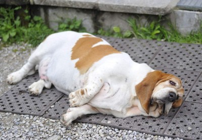 銀龍魚身上長白點了怎么辦啊 銀龍魚身上有白點怎么治