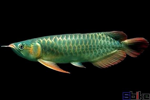 銀龍魚和青龍魚的區(qū)別圖片對(duì)比