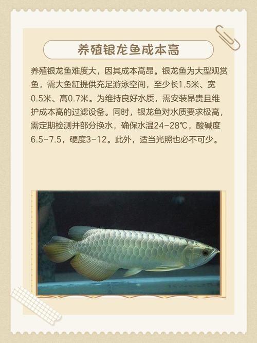 銀龍魚和青龍魚的區(qū)別圖片對(duì)比
