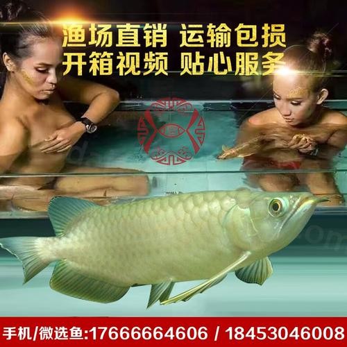 銀龍魚和青龍魚的區(qū)別圖片對(duì)比