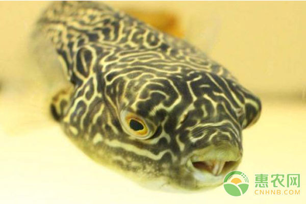 魚缸小型抽水泵多少錢一臺(tái)的簡單介紹