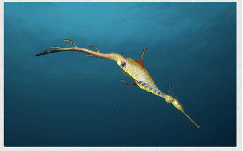 淡水海龍魚的圖片大全