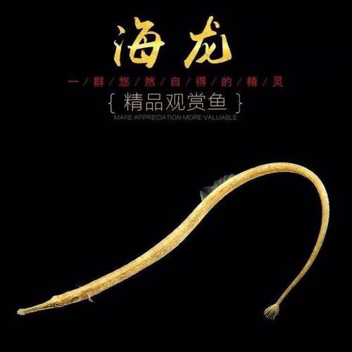 淡水海龍魚的圖片大全