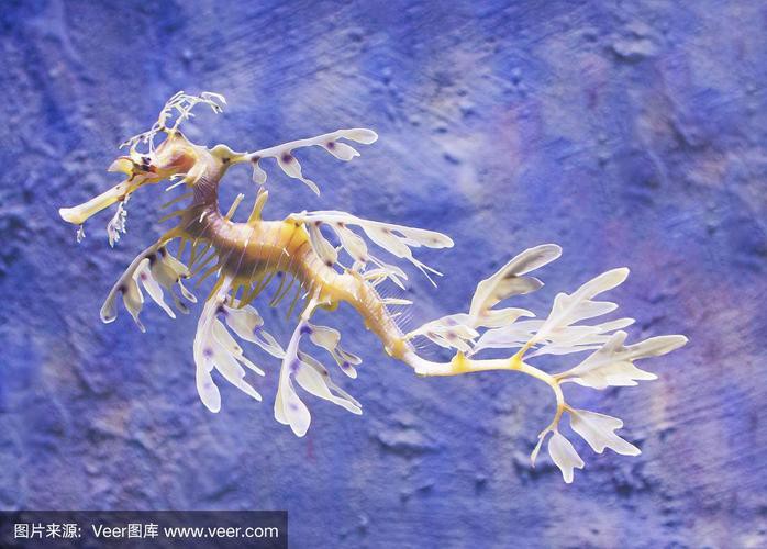 淡水海龍魚的圖片大全