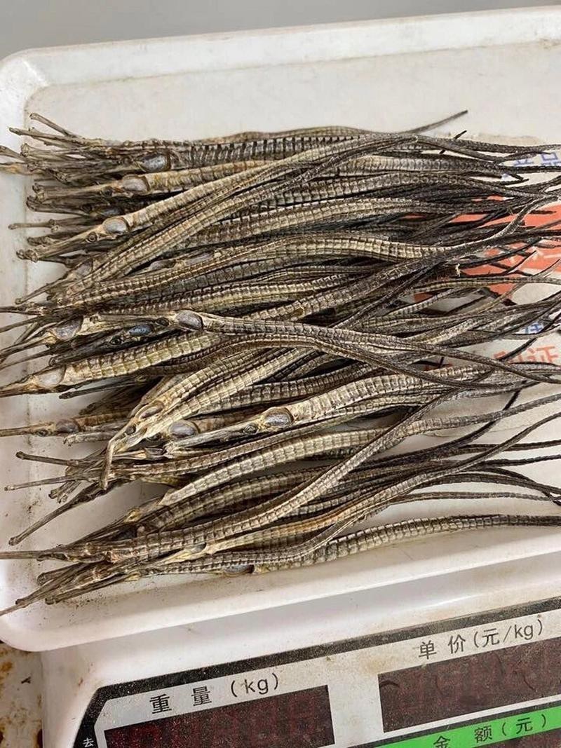 淡水海龍魚的圖片大全