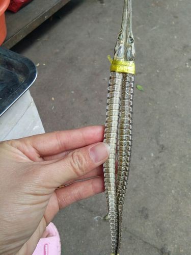 淡水海龍魚的圖片大全