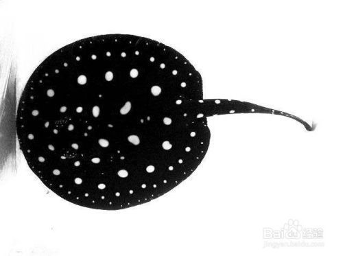 喀什龍魚魚缸，水族箱中的西域幻境