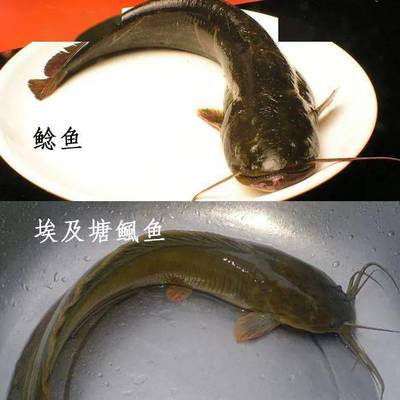 蕪湖水族批發(fā)市場在哪里有賣的（ 蕪湖水產(chǎn)品批發(fā)市場在哪）
