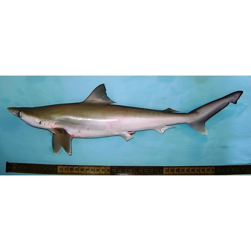 短身球鯊能長多大，短身球鯊的體型特征