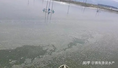 龍魚經常在缸底游（ 龍魚總是在缸底游動是什么原因?）