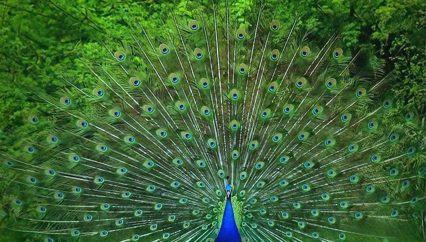 孔雀最保佑三個生肖，《孔雀最保佑三個生肖》