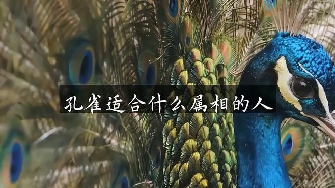 孔雀最保佑三個生肖，《孔雀最保佑三個生肖》