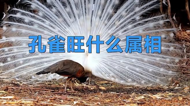 孔雀最保佑三個生肖，《孔雀最保佑三個生肖》