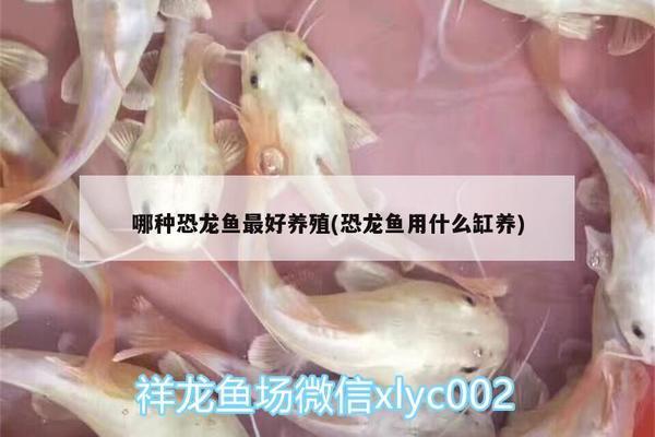 二手大魚缸為什么便宜了呢，yee魚缸為什么便宜