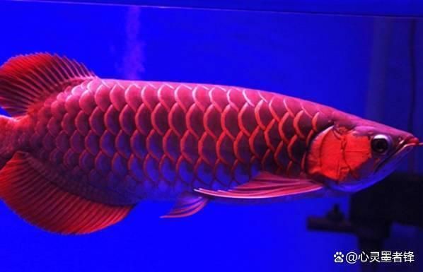 世界上最大龍魚排名（世界上最大的龍魚排名）