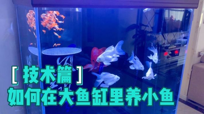 大魚缸養小魚視頻：大魚缸中養小魚的關鍵點：通過這些方法，可以成功養小魚