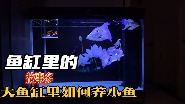 大魚缸養小魚視頻：大魚缸中養小魚的關鍵點：通過這些方法，可以成功養小魚