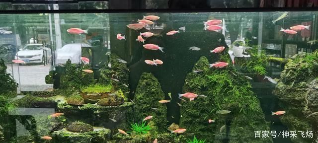大魚缸養小魚視頻：大魚缸中養小魚的關鍵點：通過這些方法，可以成功養小魚