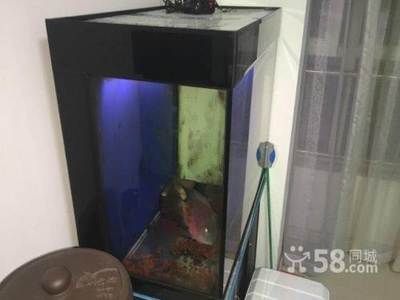 定做70×70魚(yú)缸多少錢(qián)（定做70×70魚(yú)缸多少錢(qián),定制魚(yú)缸的價(jià)格）