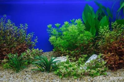 魚缸草缸造景效果圖 魚缸草缸造景效果圖大全