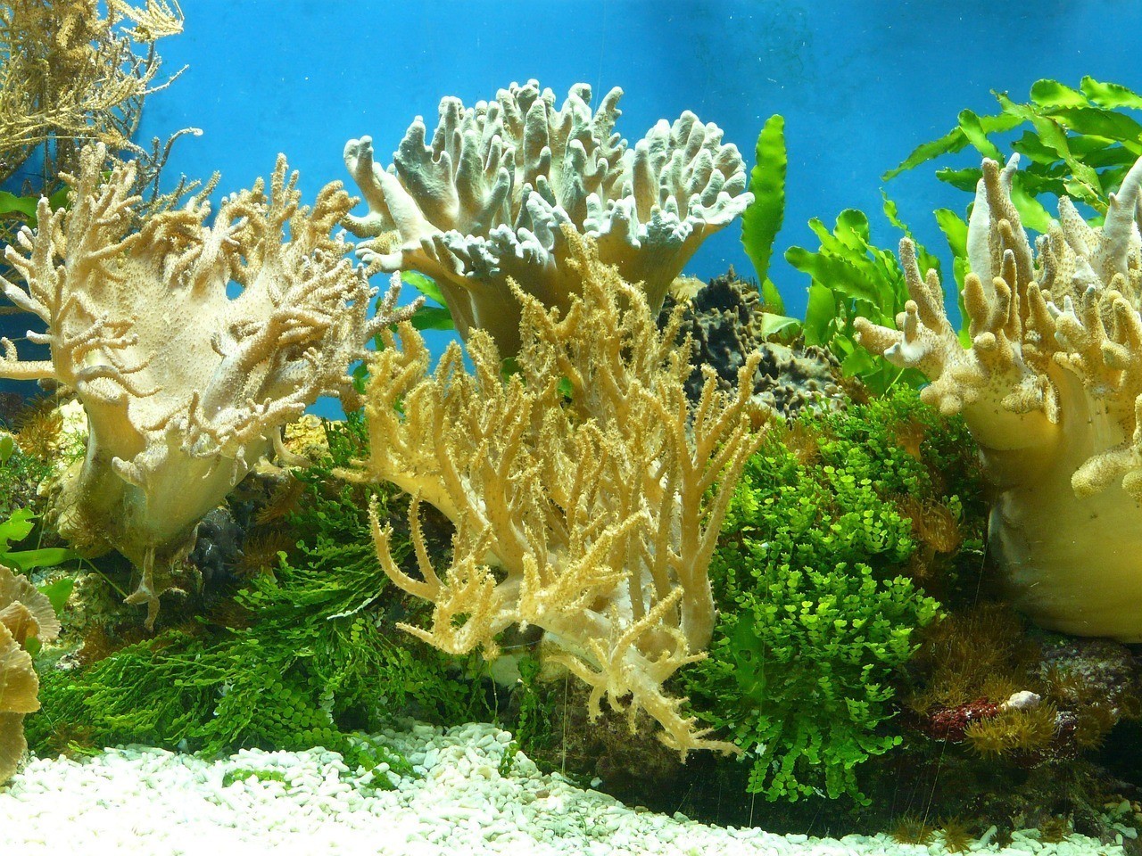 如何延長錦鯉和龍魚的壽命？