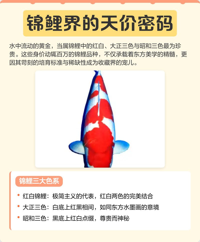 七紋鯉什么顏色最貴，七紋鯉七紋鯉的色彩密碼：玄墨青金\