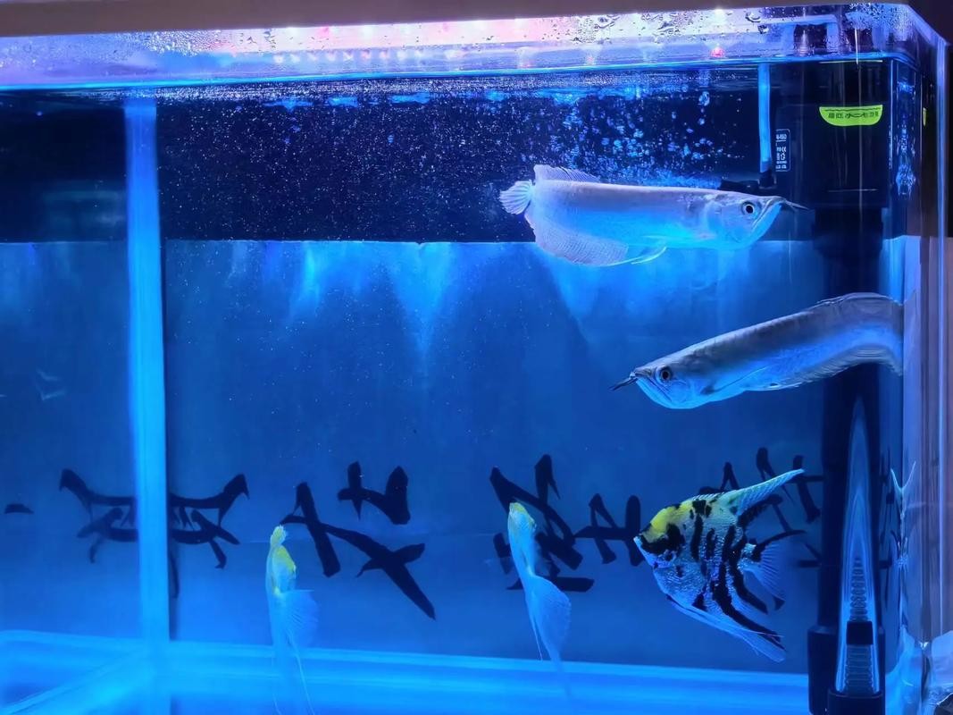 銀龍魚的最佳混養伙伴