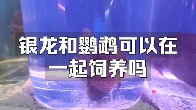 銀龍魚的最佳混養伙伴