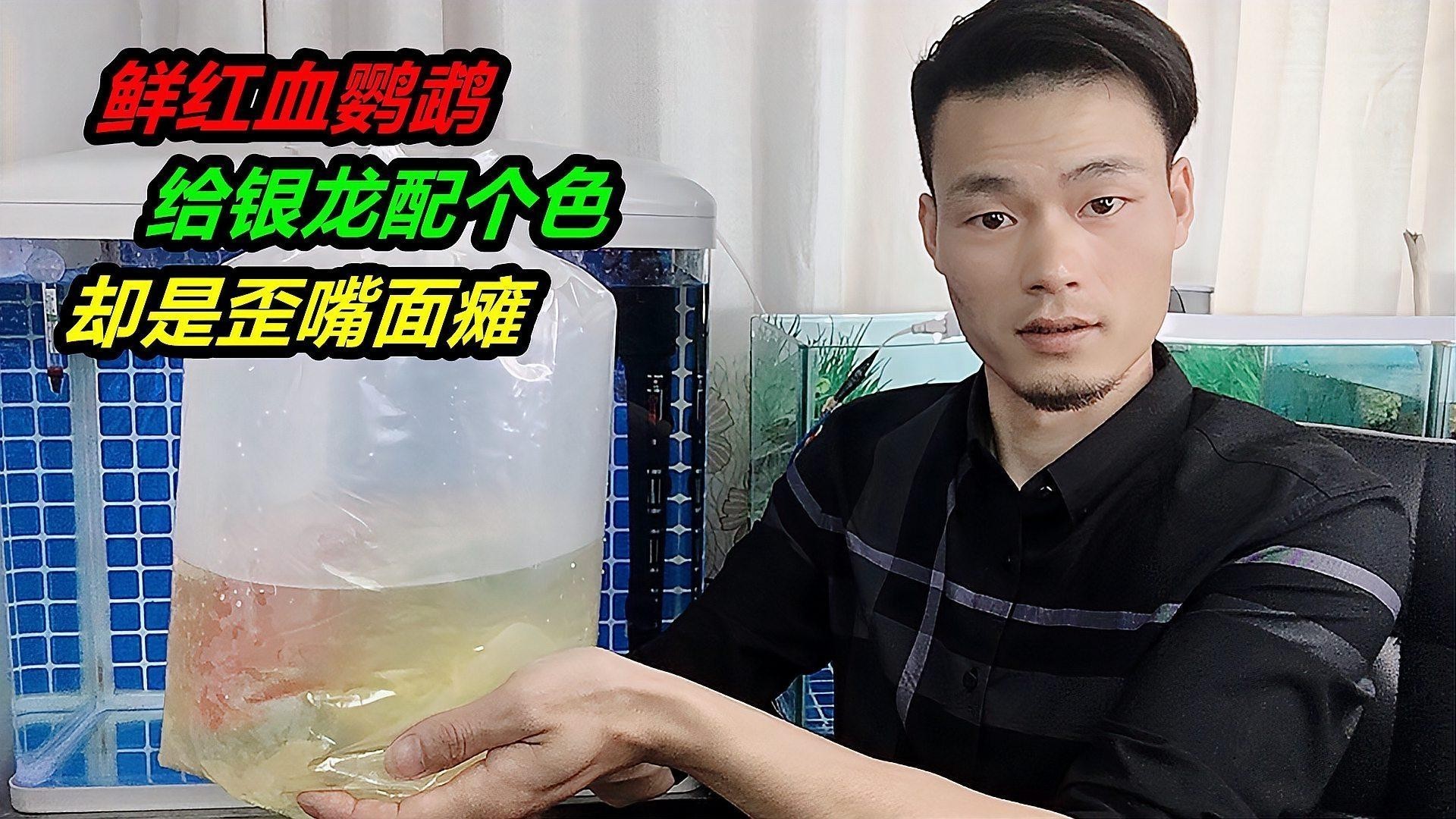 銀龍魚的最佳混養伙伴