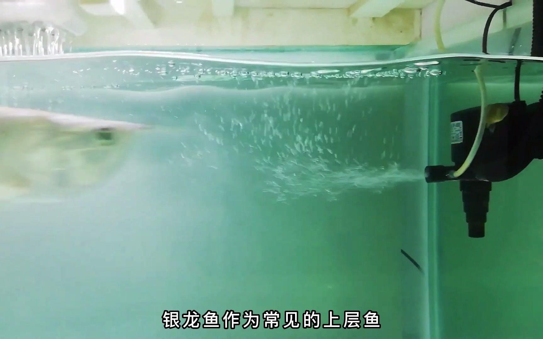 銀龍魚的最佳混養伙伴