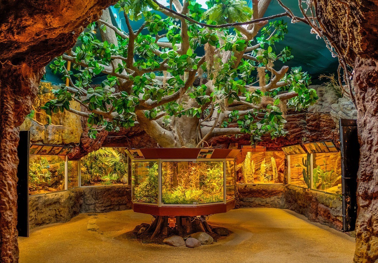 龍魚適合什么背景的魚缸養：選擇養龍魚的魚缸背景時需要考慮龍魚的種類、大小以及生長階段