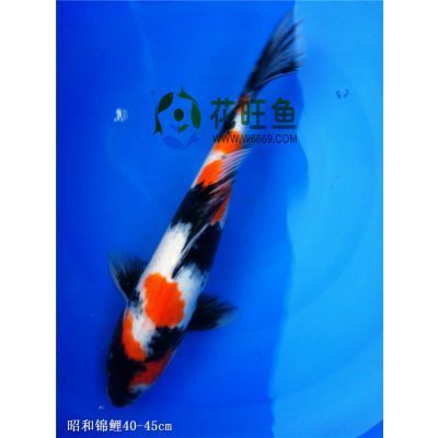 錦鯉魚缸用什么魚來清理糞便呢 錦鯉魚缸用什么魚來清理糞便呢圖片