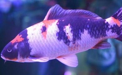 過濾魚缸的水質管理：養魚水質管理全攻略了解如何科學管理魚缸水質是養魚成功的關鍵