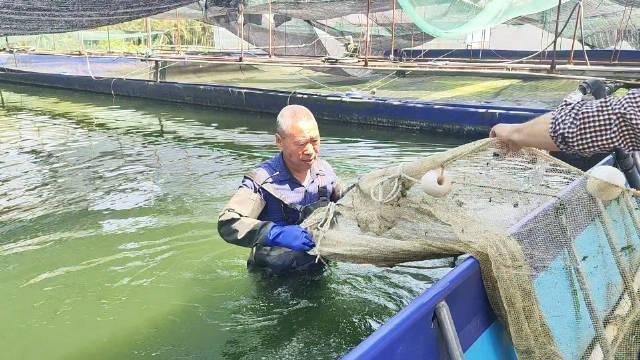 高身銀板魚價格